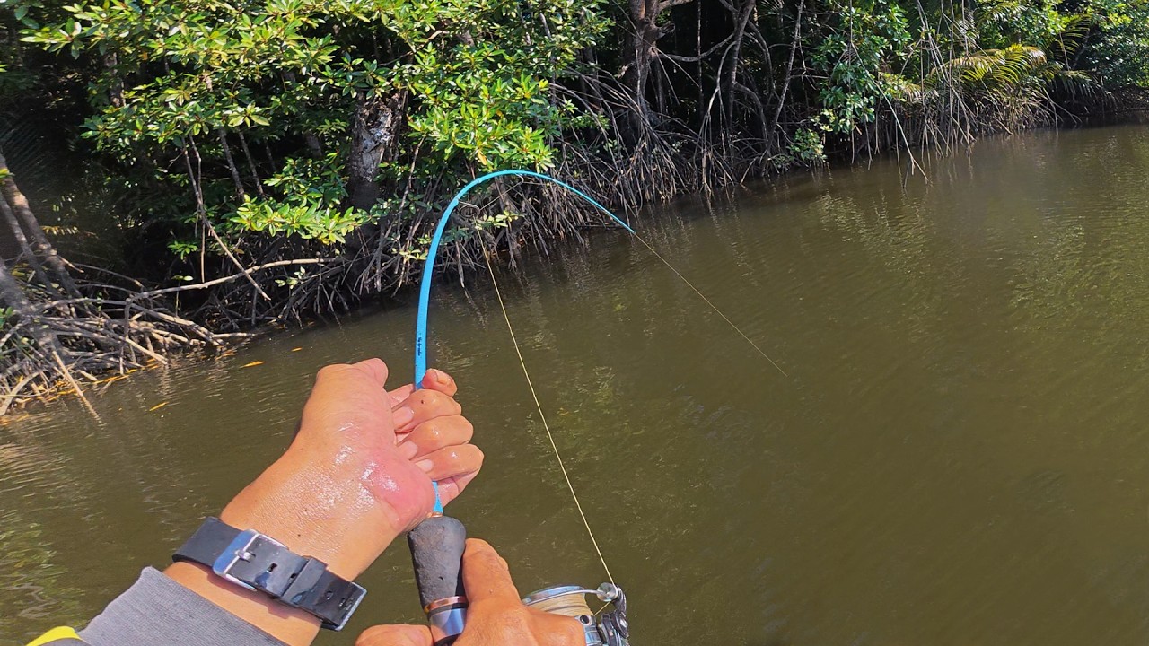 Mancing Di Sarangnya Kakap Putih Haup Haup