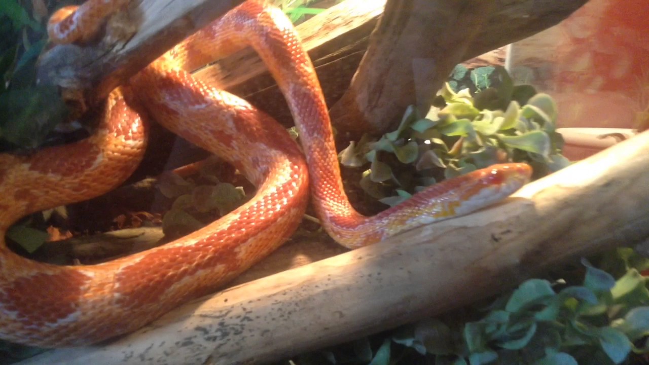 camera iphone 8 plus apk NOURRISSAGE PANTHEROPHIS GUTTATUS / SERPENT DES BLÉS + INFOS FOURMIS + BONUS :)
