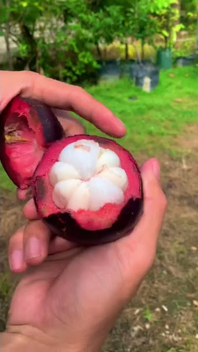 Cara kupas manggis yang baik dan benar #manggis