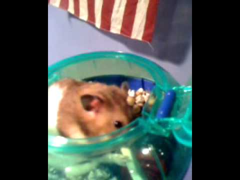 Leo the Hamster of Erie Pa CopWatch gets a treat o...