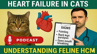 Signs of Heart Disease in Cats: Hypertrophic Cardiomyopathy (HCM)💔