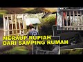 AYAM DESA NAIK TAHTA, MERAUP RUPIAH DARI SAMPING RUMAH, AWALNYA CUMA HOBI, TAPI KINI BISA BEGINI