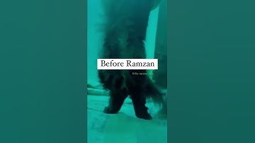 Funny reels with cats| Before Ramadan vs during Ramadan #cats #ramadan #reels
