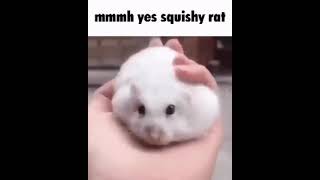 Squishy rat