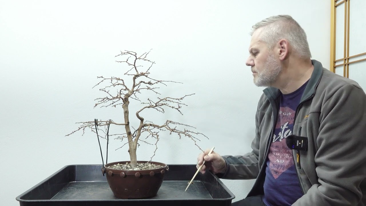Bonsai-Rohling-Koreanische Hainbuche (Carpinus coreana)