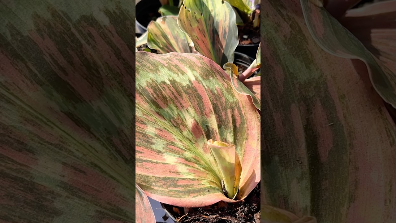 BRIGHT Foliage of Variegated Kaempferia | They Are Easy And Fast Growing!