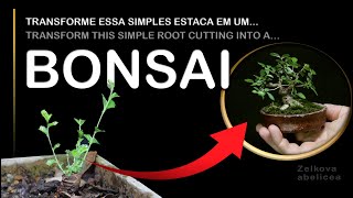 видео: Превратите этот простой корневой черенок в бонсай! картинка: Превратите этот простой корневой черенок в бонсай!