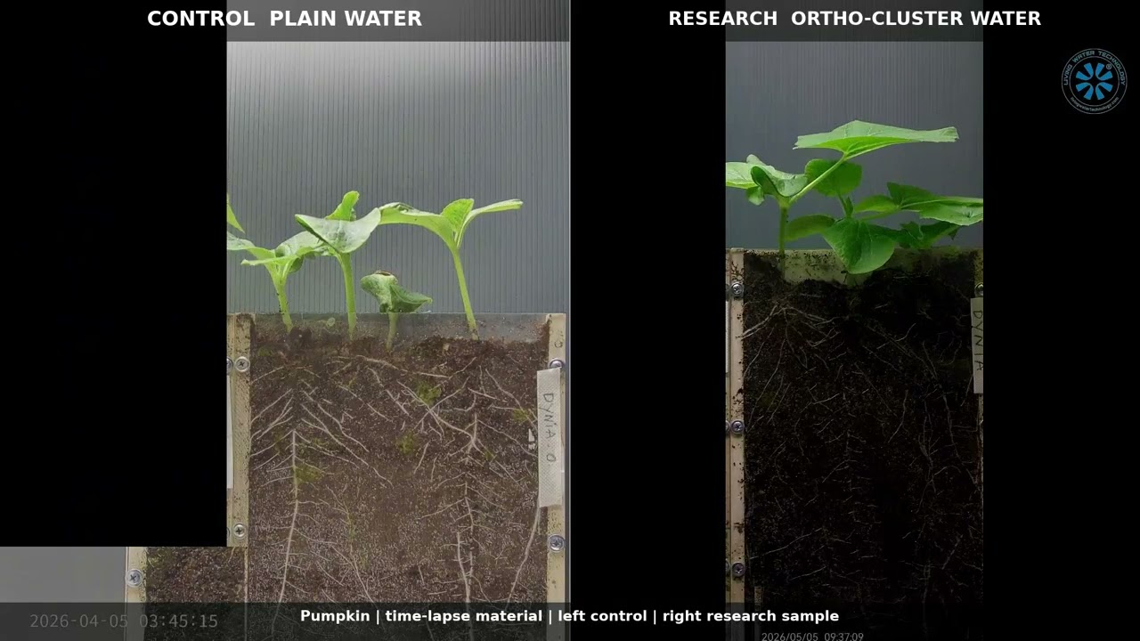 Pumpkin and LWT water — main root grew 2.5× faster