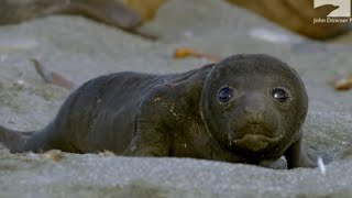 Spy BoulderCam & The Baby Elephant Seal's Big Adventure! by John Downer Productions 5,992 views 3 days ago 4 minutes, 2 seconds