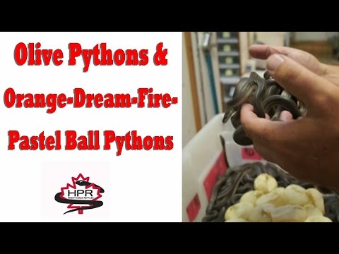 Reptile Ventures No. 30 - Olive Pythons and Orange Dream Fire-Pastel Ball Python Clutch