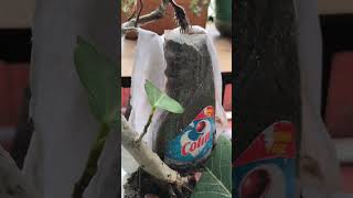 Bonsai Making of a Banayan Tree (बड़ )