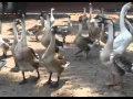 Video Ternak Angsa