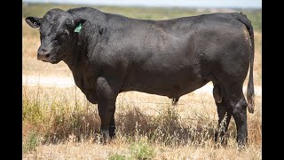 LOT 15 - DUCK ISLAND COMPOSITE PRN