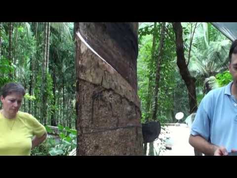 Video: Quanto crescono gli alberi della gomma dolce?
