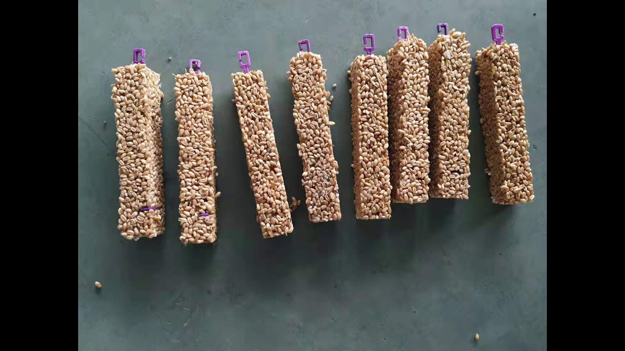Bird Seed Bar/Parrot Treat/Bird Seed Treats/Parrot Seed Treat Making