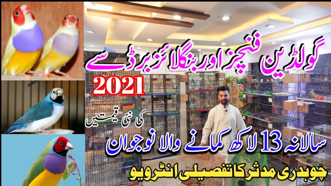 Finch Farming Profitable Business idea in pakistan 2021