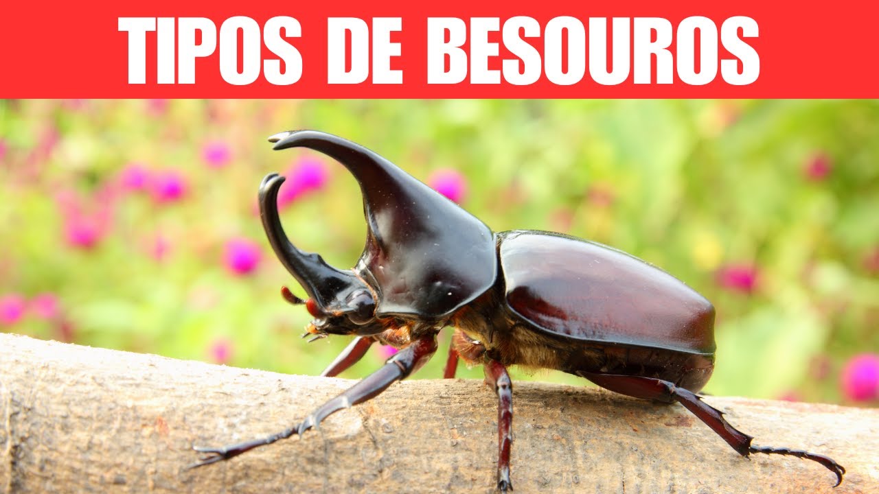 Tipos de Besouros - YouTube