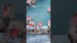 #monkey enjoying spa time | #funny monkey #shorts