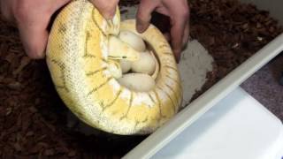 Celebrity A Pleasant Surprise! 2017 Clutch #1 - Desert Ghost x Killer Blast - Eggs Laid (5/7/17) Profile