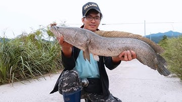 Korean life | Korean snakehead fishing and the end || #dhtchannel