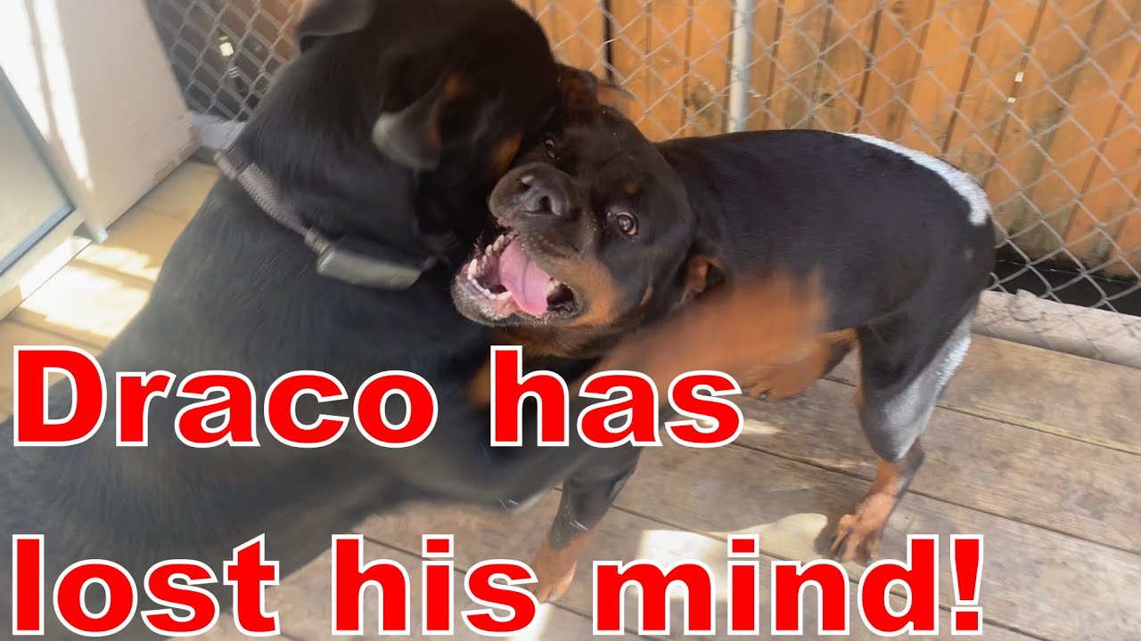 Diva and Draco, the two older and larger Rottweilers, get a new home ...