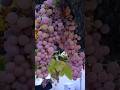 Angore Day in Gilgit| Grapes day | #viral #nature #shortsfeed #viralreels #explorefeed #shorts