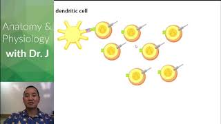 PHYL 142 | Immune | Memory T & B cells [2020]