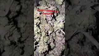 THCA SMALL BUDS.COM cheap pound dolato great for the price !! PROMO CODE: MDSUTOGFYW