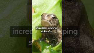 how far does the frog jump #shorts #animals
