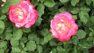 Premio Roma 2026 - Award Winning Roses At The 83Rd Ed Of Rome Prize For New Rose Varieties