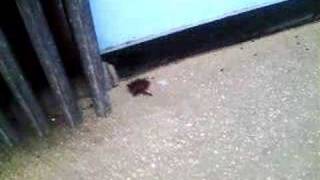 Kirşehi̇r Sirri Kardeş İlköğreti̇m Okulu - Yarasa Görüntüsü