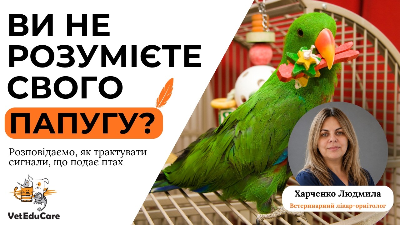 Як зрозуміти поведінку папуги: укуси, крик, страх рук і поради орнітолога | VetEduCare