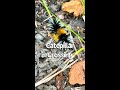 3 Different Caterpillars on their Journey