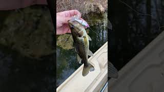 2.5 Inch BFS Trick Shad!! #fishing #bassfishing
