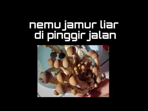 Jamur Shimeji Beracun