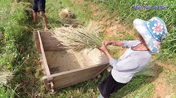 cách mà đồng bào h’mông vùng cao tây bắc thu lúa vụ mùa | Miền Núi Tây Bắc