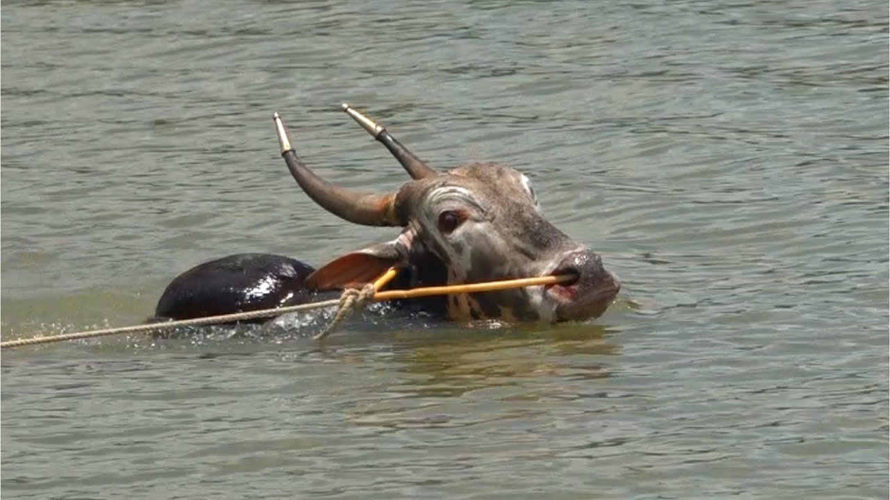 Muscular  Hallikar bull Swimming | बैल पोला