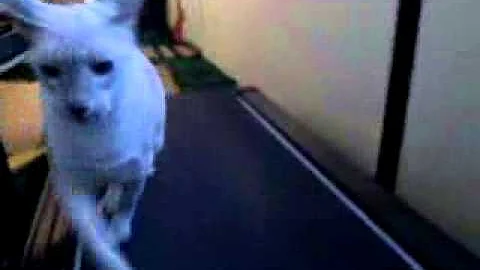 Watch the video about Lilac Point Siamese"Zeus" Is Back Into Treadmill Training/2014