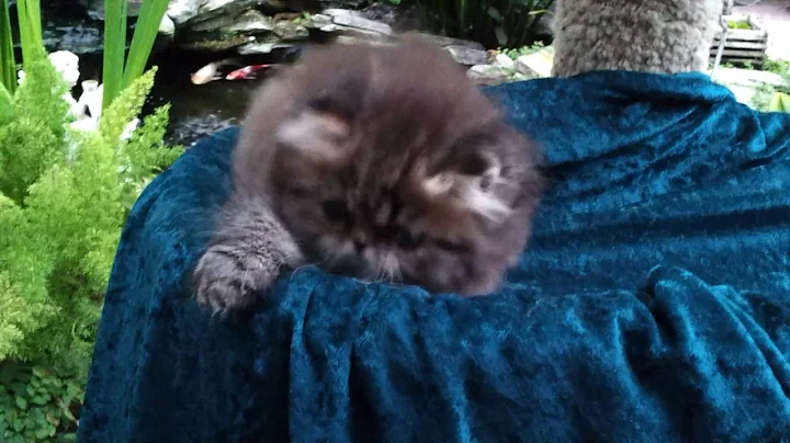 Video 559151: persian himalayan kittens, tabby persian, brown tabby, male kitten