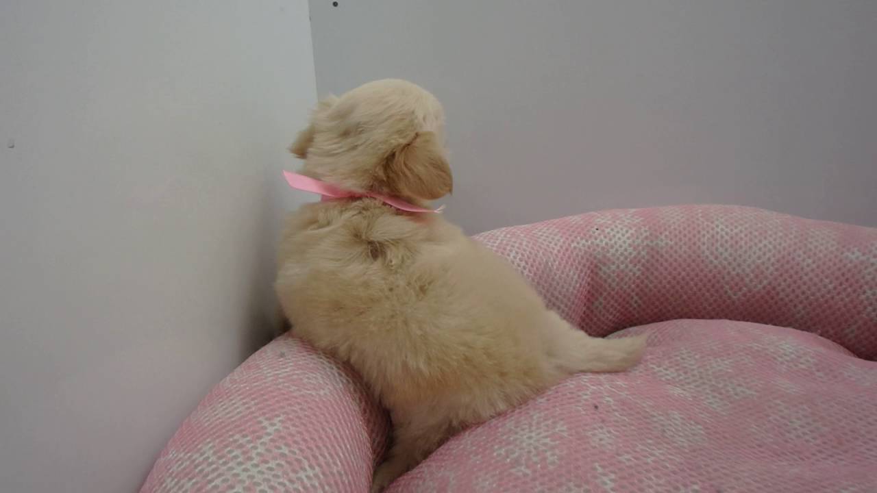 301319 MIX（ハーフ）