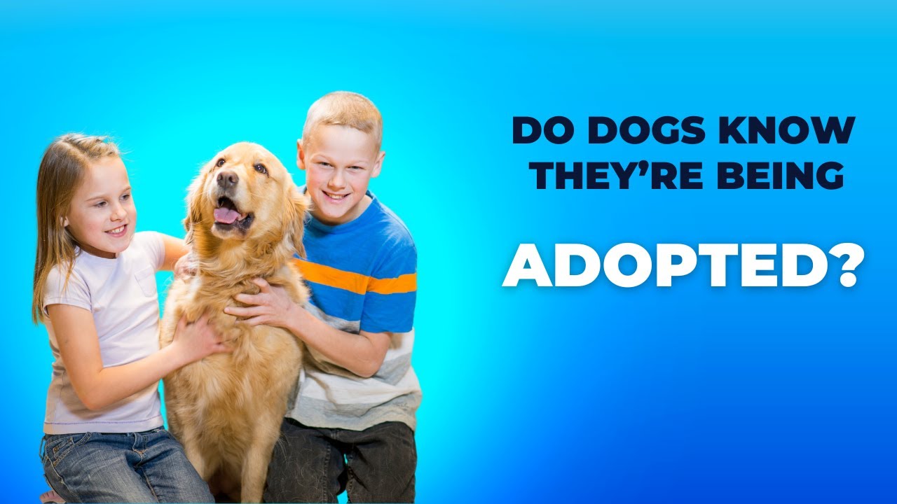 Do Dogs Know They re Being Adopted petU doglover adopt YouTube do-dogs-know-they-re-being-adopted-petu-doglover-adopt-youtube