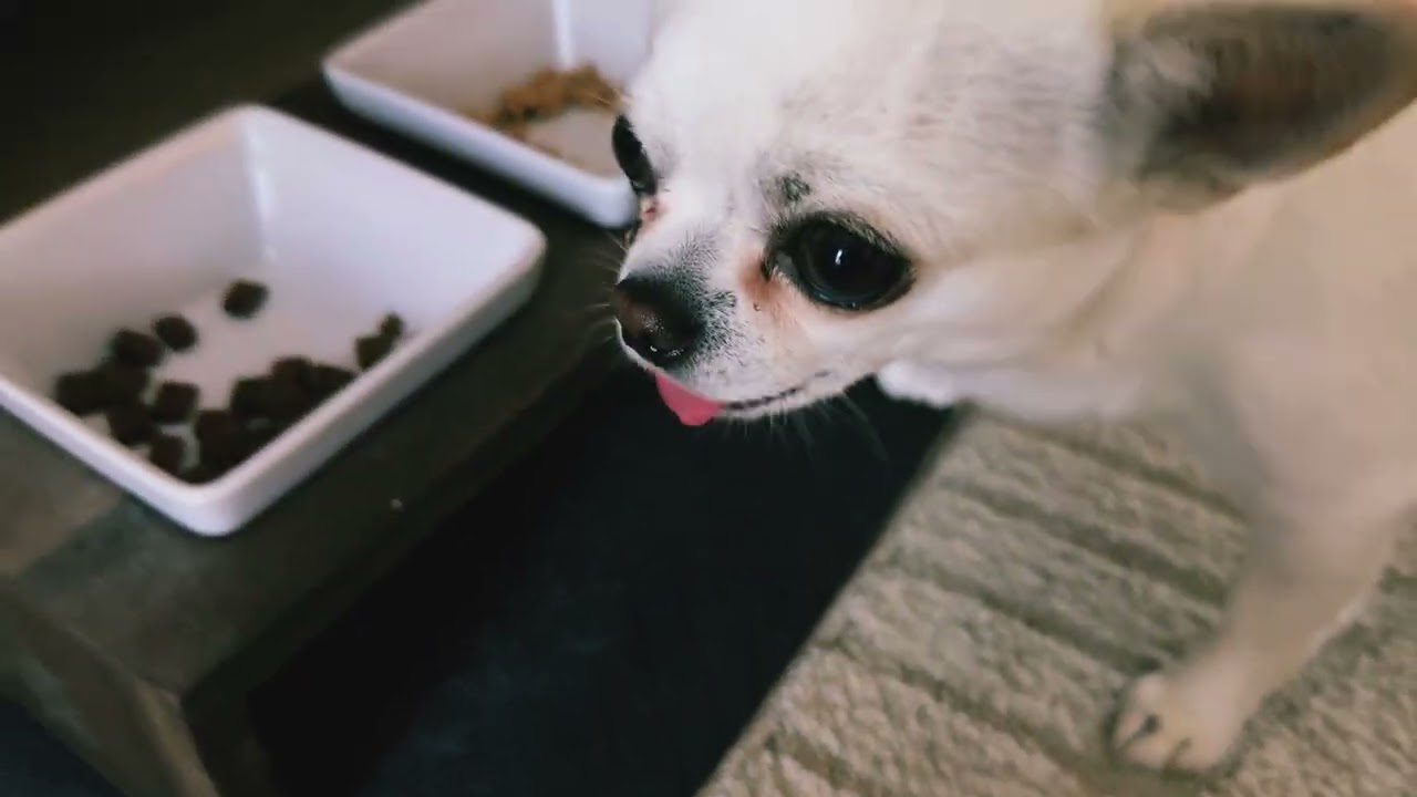 Orlando, ein Chihuahua, probiert Nassfutter und Trockenfutter aus zwei Näpfen.