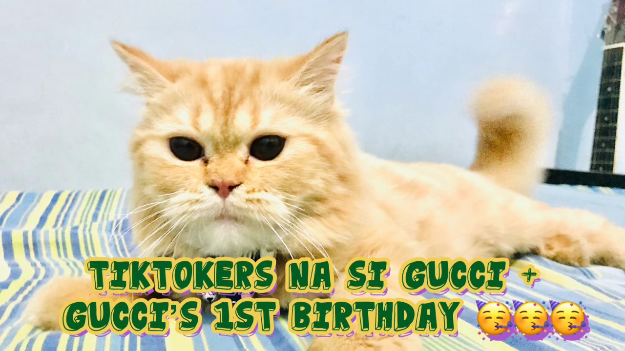 GUCCI 1st Birthday + Tiktokers na si GUCCI - YouTube