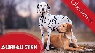 Dem Hund das Steh beibringen / Obediencetraining / Distanzkontrolle / Tutorial /Aufbau