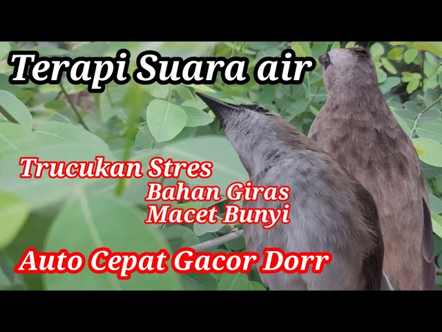 TERAPI TRUCUKAN STRES MALAS BUNYI dengan SUARA AIR Agar BURUNG TRUCUKan  cepat  GACOR ROPEL class=