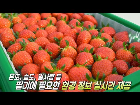 365일 높은 품질 유지하는 ‘<strong>의성</strong> 딸기’