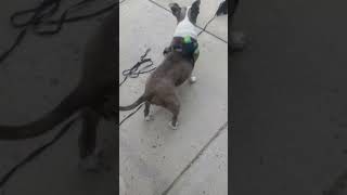 Beautiful Pitbull Bella 3