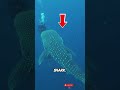 Gentle Giant Encounter: Diver Meets the Ocean’s Largest Fish #short #seaanimal #sea #whaleshark