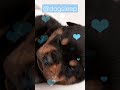 Relax Your Puppy Effectively 🐶❤️🐶 Calming Dog Music For Sweet Dreams #shortsvideo #shorts