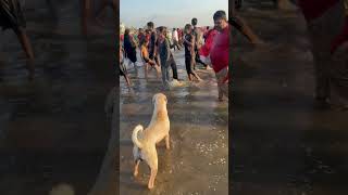 Cute Dog Juhu Beach Mumbai vlog
